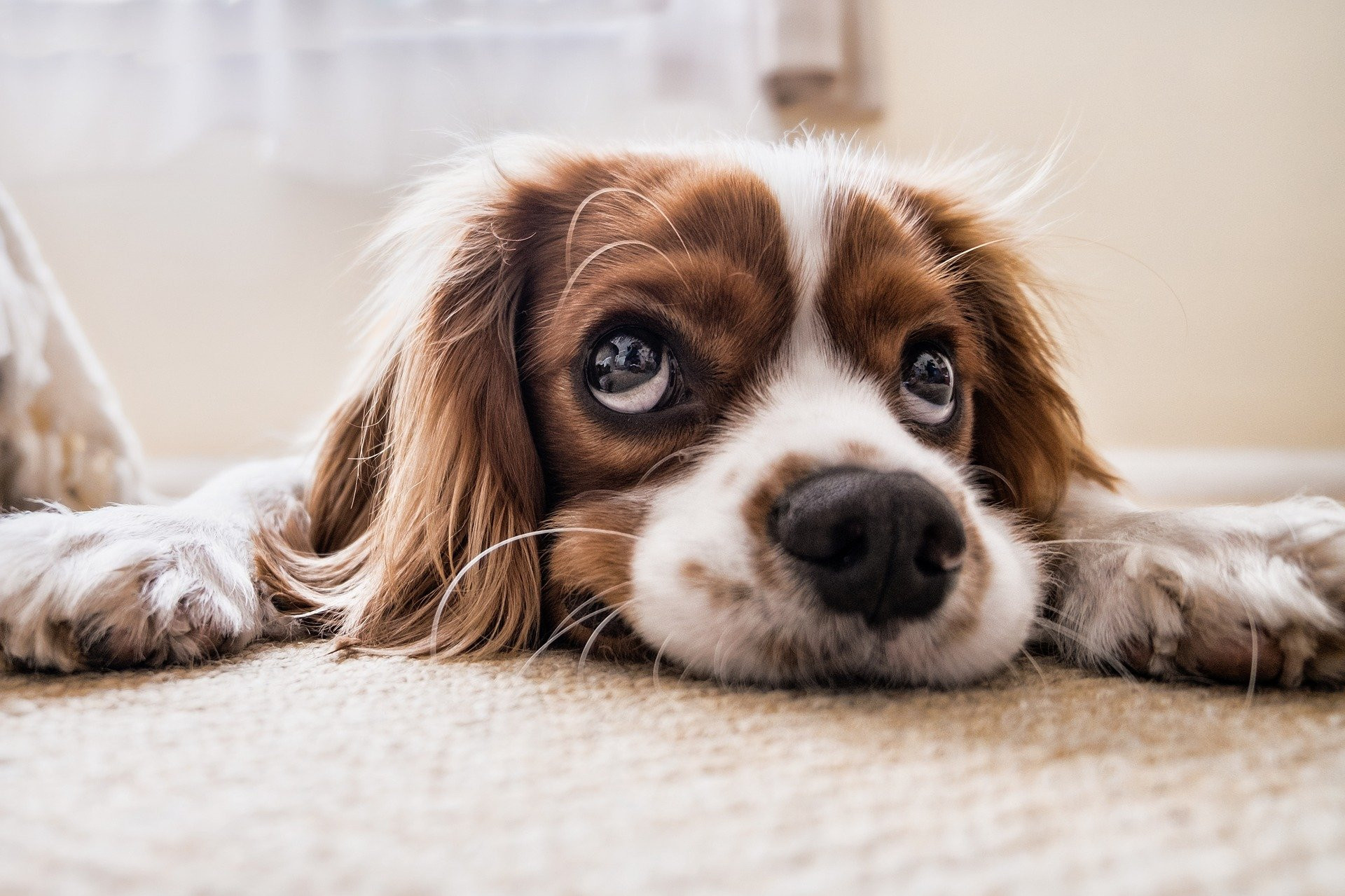 cocker-spaniel-2785074_1920.jpg