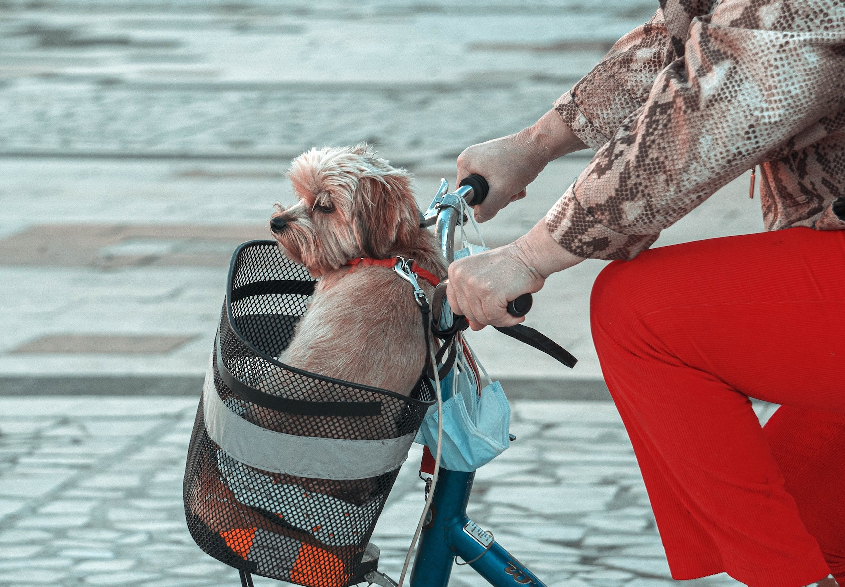 Fahrrad_Hund_pexels.jpg